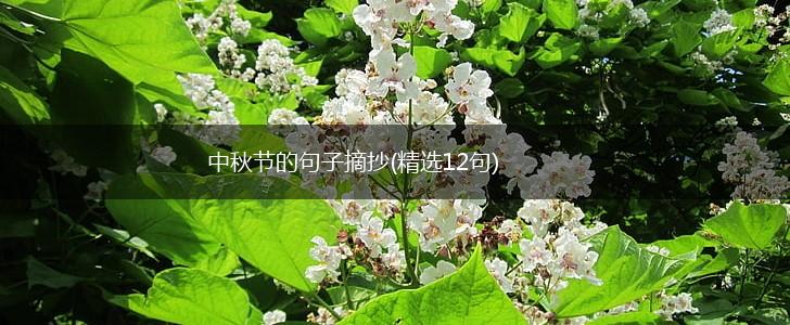 中秋节的句子摘抄(精选12句),第1张