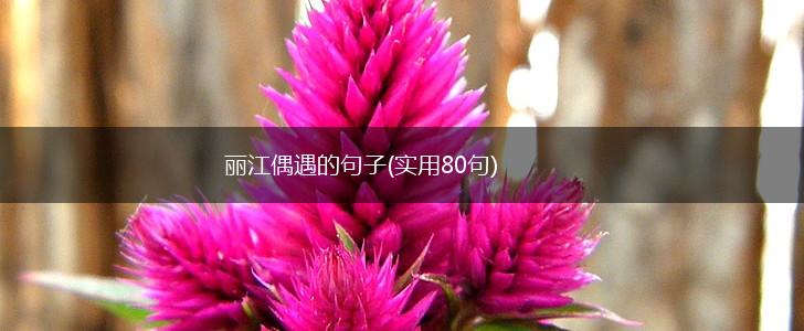 丽江偶遇的句子(实用80句),第1张