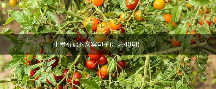 中考祈福的文案句子(汇总40句),第1张