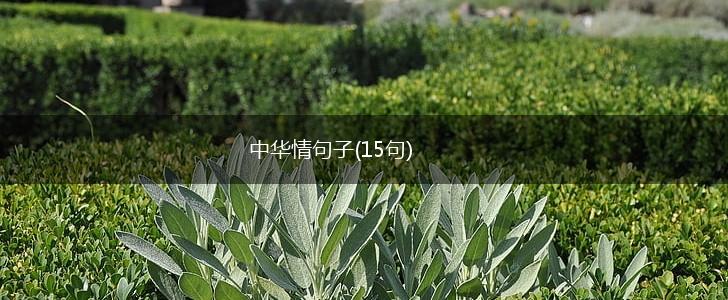 中华情句子(15句),第1张