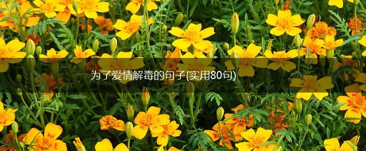 为了爱情解毒的句子(实用80句),第1张