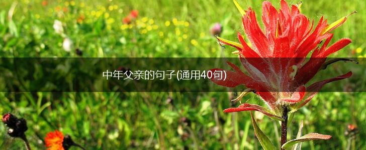 中年父亲的句子(通用40句),第1张