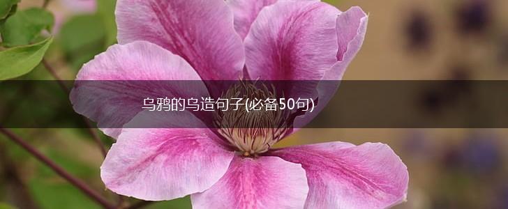 乌鸦的乌造句子(必备50句),第1张
