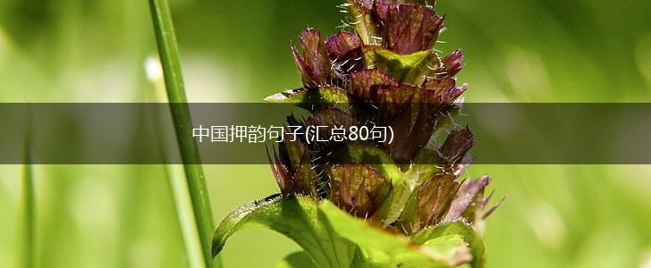 中国押韵句子(汇总80句),第1张