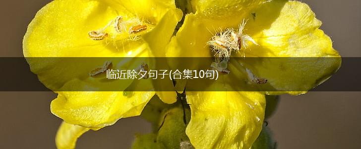 临近除夕句子(合集10句),第1张