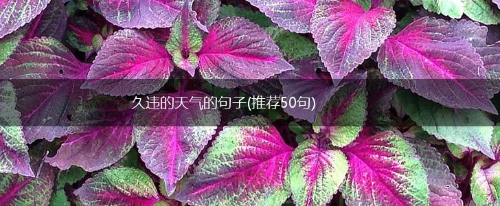 久违的天气的句子(推荐50句),第1张