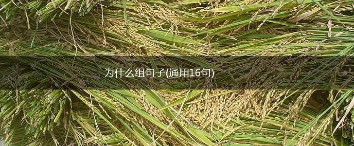 为什么组句子(通用16句),第1张