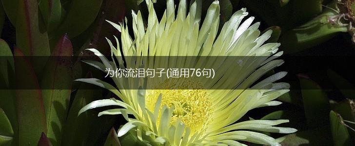 为你流泪句子(通用76句),第1张