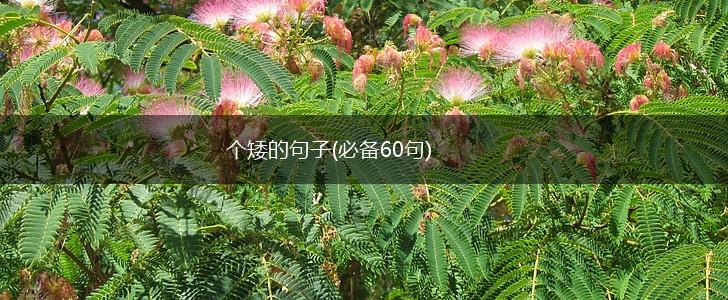 个矮的句子(必备60句),第1张