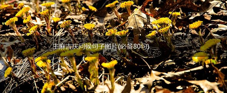 主麻吉庆问候句子图片(必备80句),第1张