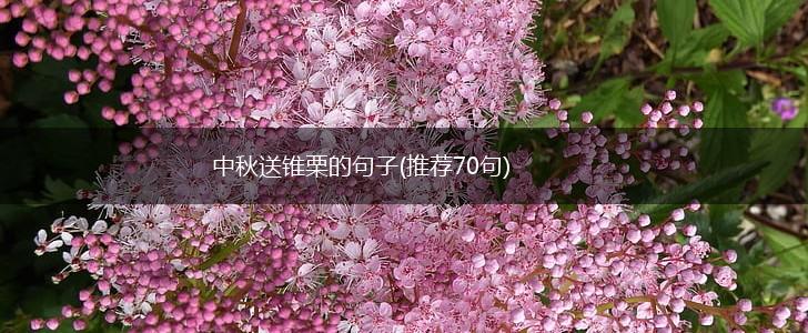 中秋送锥栗的句子(推荐70句),第1张