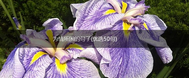 为情所困的句子(优选50句),第1张