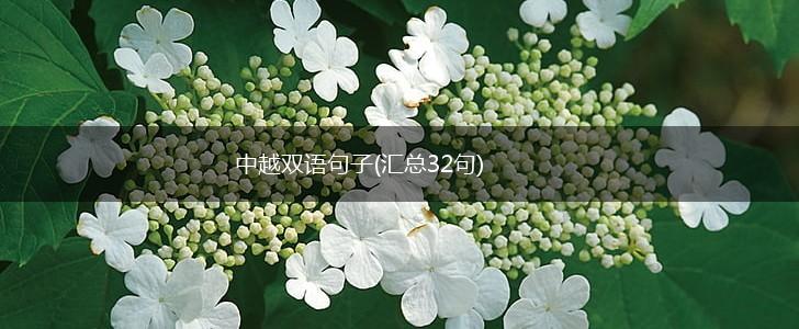 中越双语句子(汇总32句),第1张