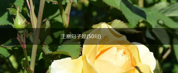 主意句子是(50句),第1张