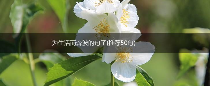 为生活而奔波的句子(推荐50句),第1张