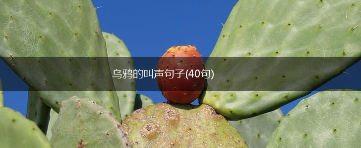 乌鸦的叫声句子(40句),第1张