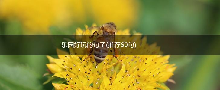 乐园好玩的句子(推荐60句),第1张