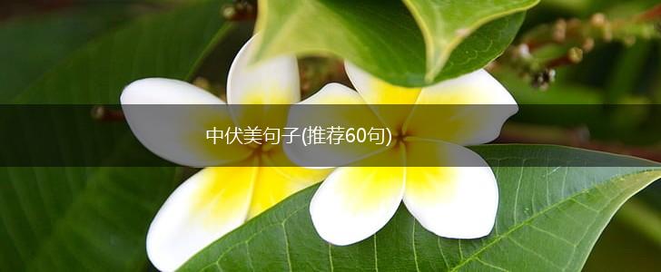 中伏美句子(推荐60句),第1张