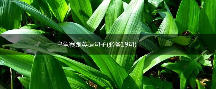 乌龟赛跑英语句子(必备19句),第1张