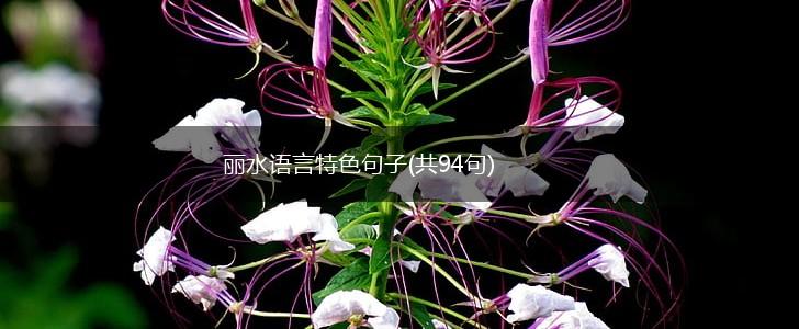丽水语言特色句子(共94句),第1张