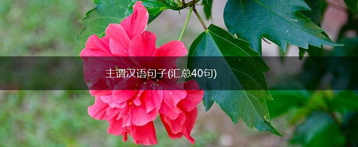 主谓汉语句子(汇总40句),第1张