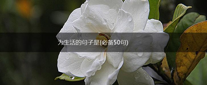 为生活的句子是(必备50句),第1张