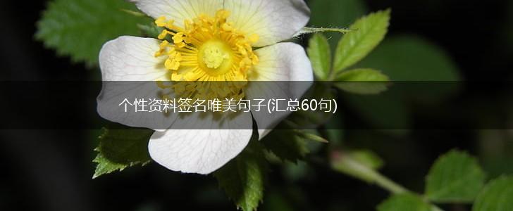个性资料签名唯美句子(汇总60句),第1张