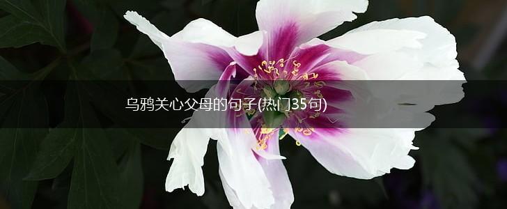 乌鸦关心父母的句子(热门35句),第1张