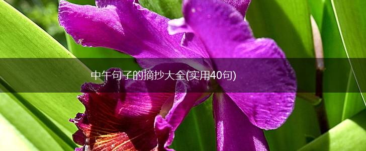 中午句子的摘抄大全(实用40句),第1张