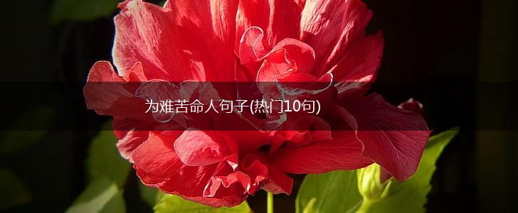 为难苦命人句子(热门10句),第1张