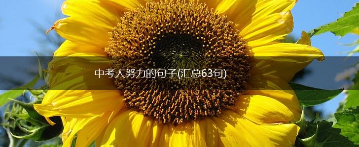 中考人努力的句子(汇总63句),第1张