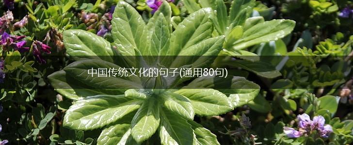 中国传统文化的句子(通用80句),第1张