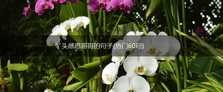 丫头感恩哥哥的句子(热门60句),第1张