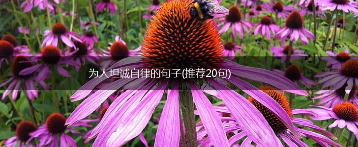 为人坦诚自律的句子(推荐20句),第1张