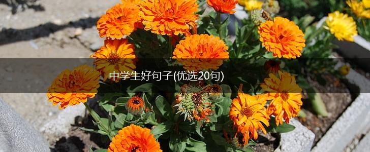 中学生好句子(优选20句),第1张