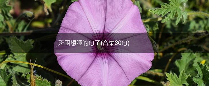 乏困想睡的句子(合集80句),第1张