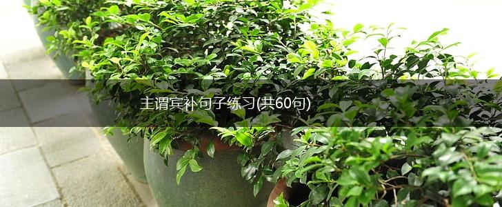 主谓宾补句子练习(共60句),第1张