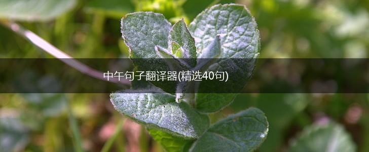 中午句子翻译器(精选40句),第1张