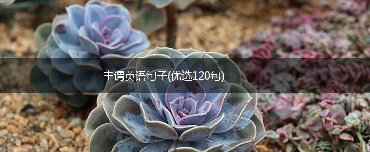 主谓英语句子(优选120句),第1张