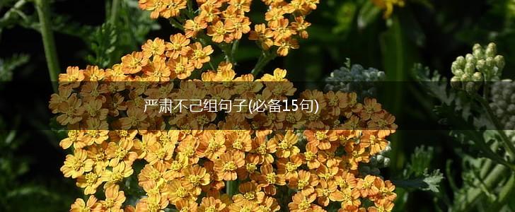 严肃不己组句子(必备15句),第1张