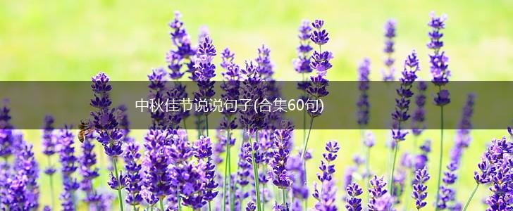 中秋佳节说说句子(合集60句),第1张