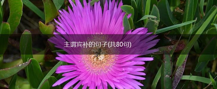 主谓宾补的句子(共80句),第1张