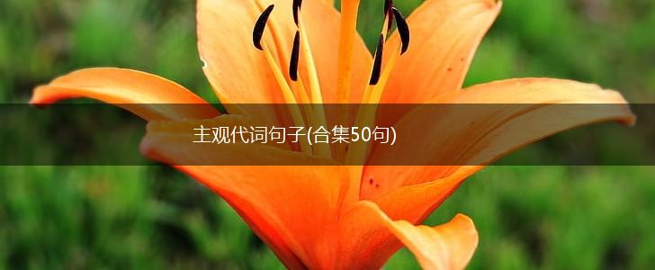 主观代词句子(合集50句),第1张