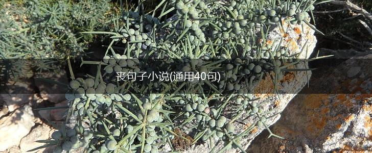 丧句子小说(通用40句),第1张
