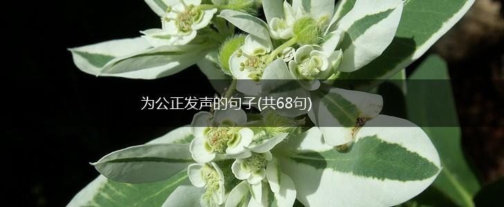 为公正发声的句子(共68句),第1张