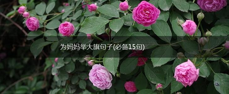 为妈妈举大旗句子(必备15句),第1张