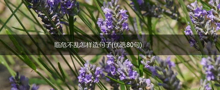 临危不乱怎样造句子(优选80句),第1张