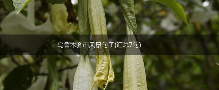 乌鲁木齐市风景句子(汇总7句),第1张