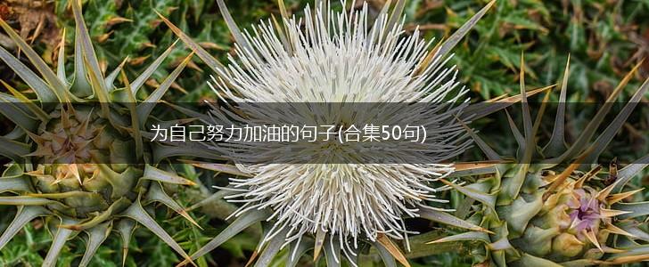为自己努力加油的句子(合集50句),第1张