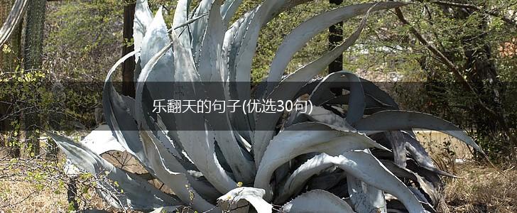 乐翻天的句子(优选30句),第1张